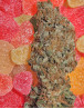 Fruitylicious Feminizada