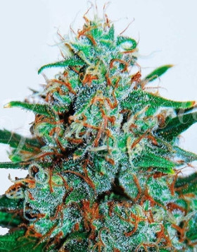 Critical Neville Haze Auto