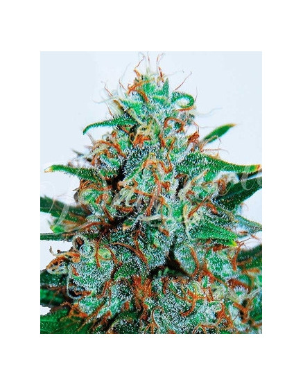 Critical Neville Haze Auto