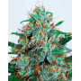 Critical Neville Haze Auto