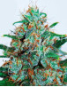 Critical Neville Haze Auto