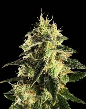 Auto Gorilla