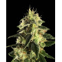 Auto Gorilla