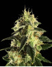 Auto Gorilla