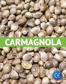 Semillas de Cáñamo Carmagnola Certificadas