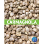 Semillas de Cáñamo Carmagnola Certificadas