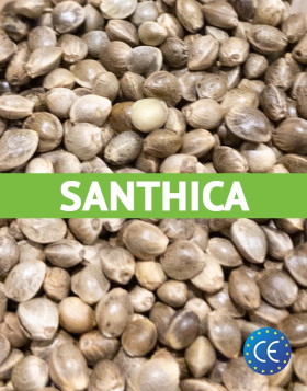 Santhica  - Cáñamo certificado