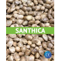 Santhica  - Cáñamo certificado