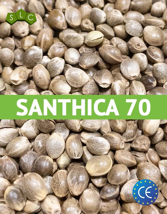 Santhica - Cáñamo certificado