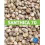 Santhica  - Cáñamo certificado