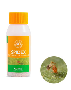 Spidex 2000 Phytoseiulus