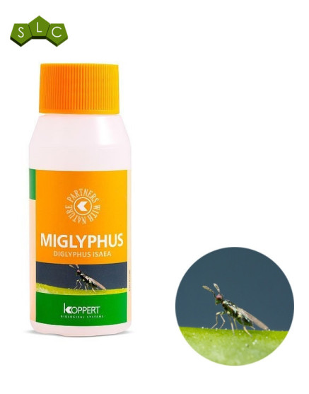 Miglyphus 500 (Diglyphus Isaea)