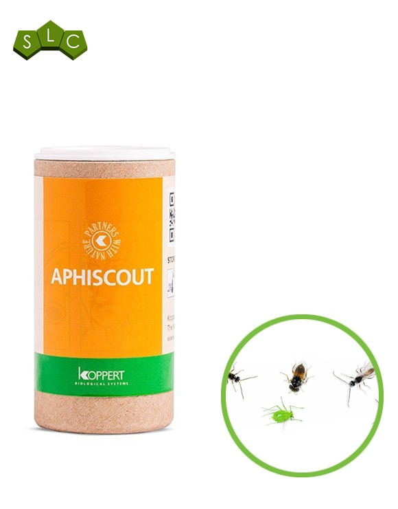 Aphiscout (250 avispas para pulgón)