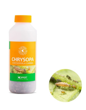 Chrysopa 1000 (Pulgón)