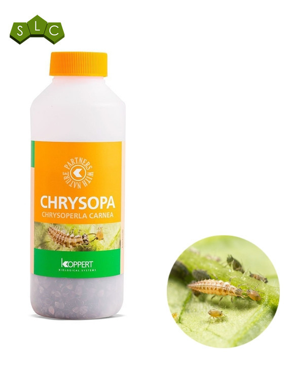 Chrysopa 1000 (Pulgón)