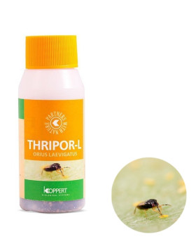 Orius Laevigatus 500 (Thripor) (Larva Trip)