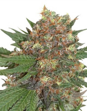 Materkush - Envío 24/48