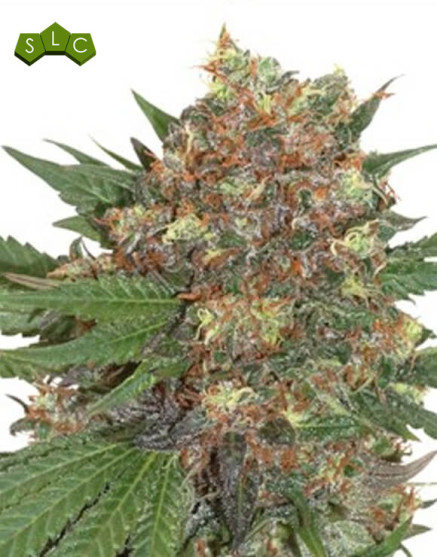 Materkush - Envío 24/48