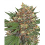 Materkush - Envío 24/48