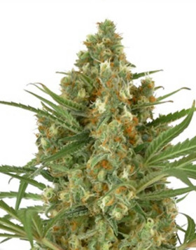 Snow Bud - Envíos Discretos
