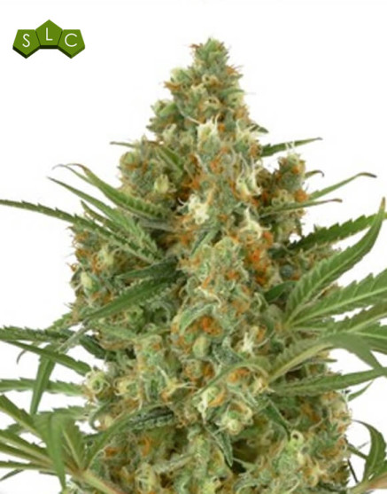Snow Bud - Envíos Discretos