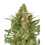 Snow Bud - Envíos Discretos