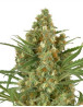 Snow Bud - Envíos Discretos
