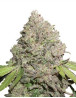 CBD Charlotte's Angel Feminizada Duthc Passion