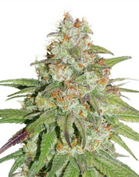 Glueberry OG Feminizada Dutch Passion