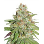 Glueberry OG Feminizada Dutch Passion