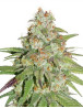 Glueberry OG Feminizada Dutch Passion