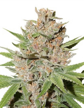 Passion Fruit Feminizada Dutch Passion