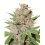 Passion Fruit Feminizada Dutch Passion