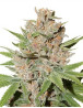 Passion Fruit Feminizada Dutch Passion
