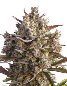Semillas Auto Blueberry - Autoflorecientes - SemillasLowCost