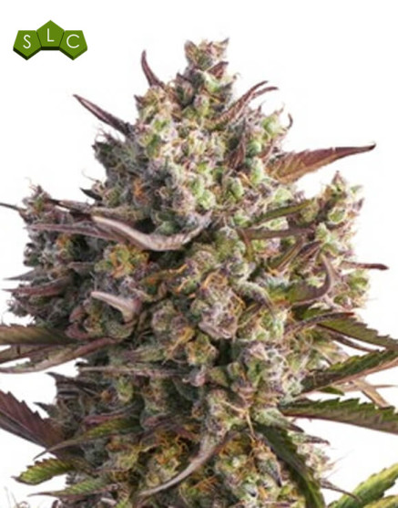 Semillas Auto Blueberry - Autoflorecientes - SemillasLowCost