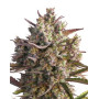 Semillas Auto Blueberry - Autoflorecientes - SemillasLowCost