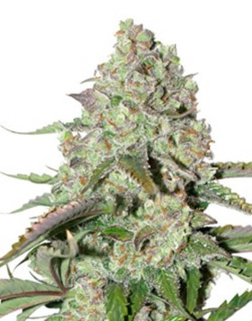 Colorado Cookies Autofloreciente Dutch Passion
