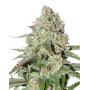 Colorado Cookies Autofloreciente Dutch Passion