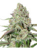 Colorado Cookies Autofloreciente Dutch Passion