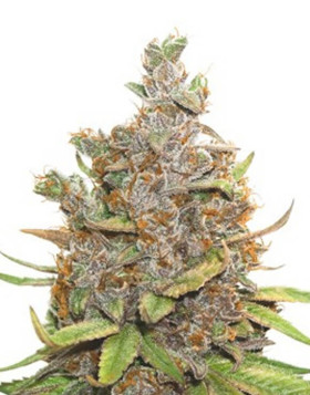 Glueberry OG Autofloreciente Dutch Passion