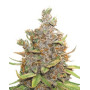 Glueberry OG Autofloreciente Dutch Passion
