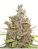 Glueberry OG Autofloreciente Dutch Passion