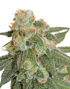 Orange Bud Autofloreciente Dutch Passion