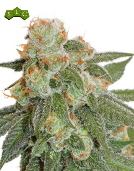 Orange Bud Autofloreciente Dutch Passion