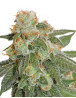 Orange Bud Autofloreciente Dutch Passion