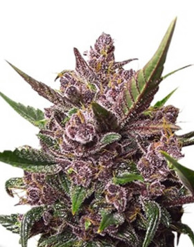 Blackberry Kush Autofloreciente Dutch Passion