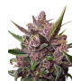 Blackberry Kush Autofloreciente Dutch Passion