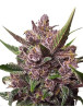 Blackberry Kush Autofloreciente Dutch Passion