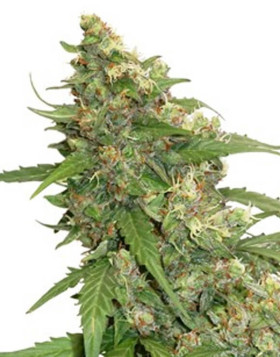 CBD Compassion Lime Autofloreciente Dutch Passion